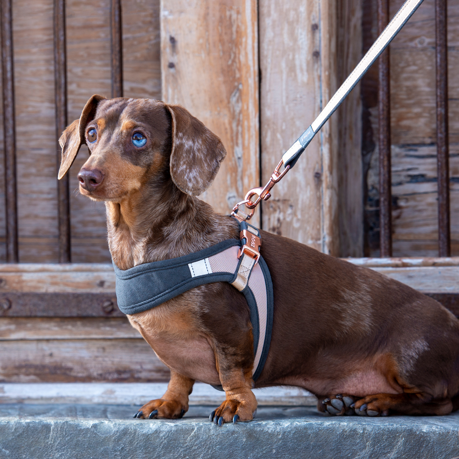 Rogz, Dog Lead, Utility Bungee Lead, Medium, Black