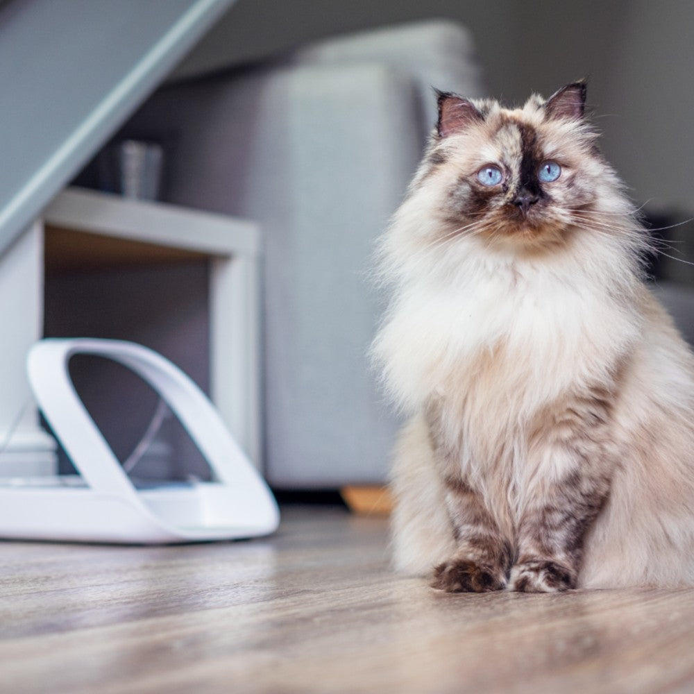 Surefeed Pet Feeder Connect - Image 6