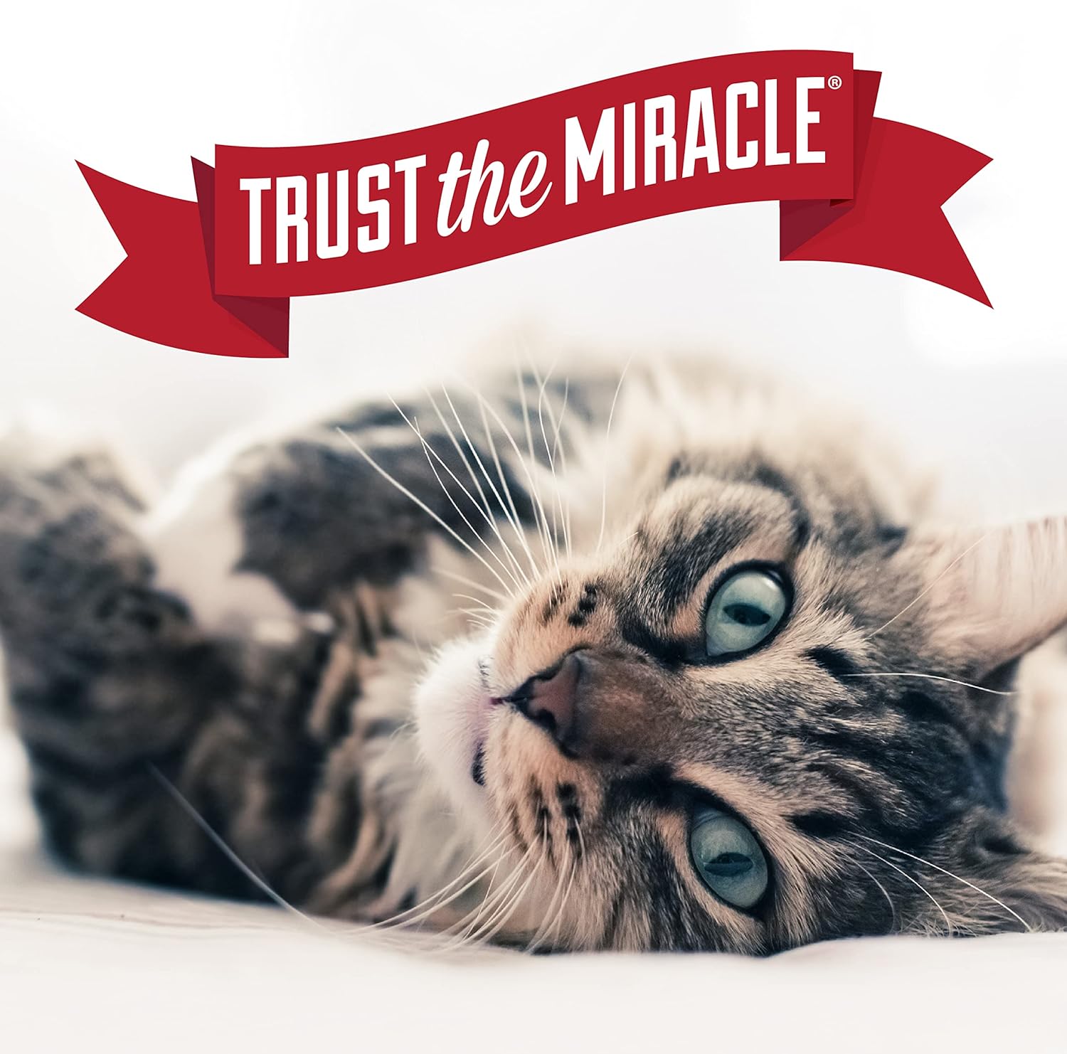 Nature's Miracle Advanced Cat Pet Block Repellent Spray - Image 9