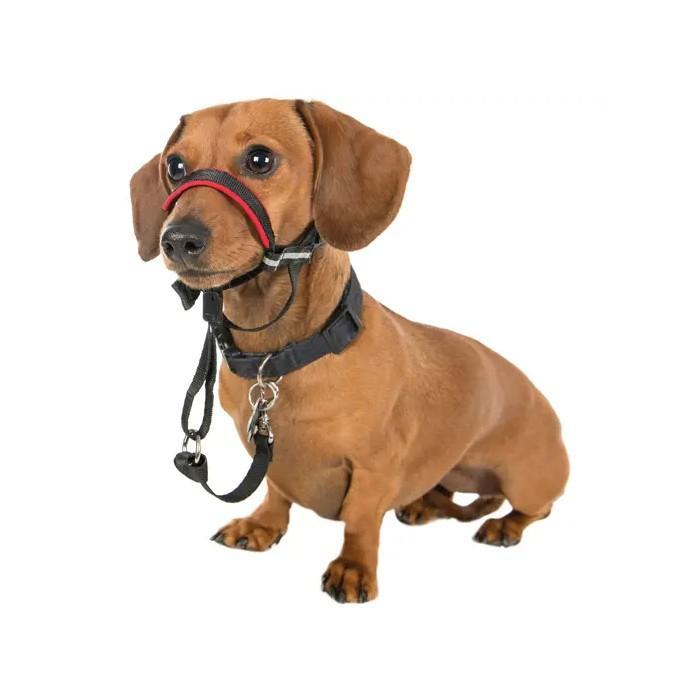 Company of Animals Halti Link - One Size Fits All - Image 5