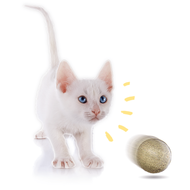 Pawbreakers Bonkas (Original) - Image 5
